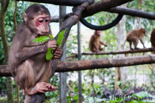 Monkey Things To Do Phong Nha Hai's Eco Conservation Tour Vietnam