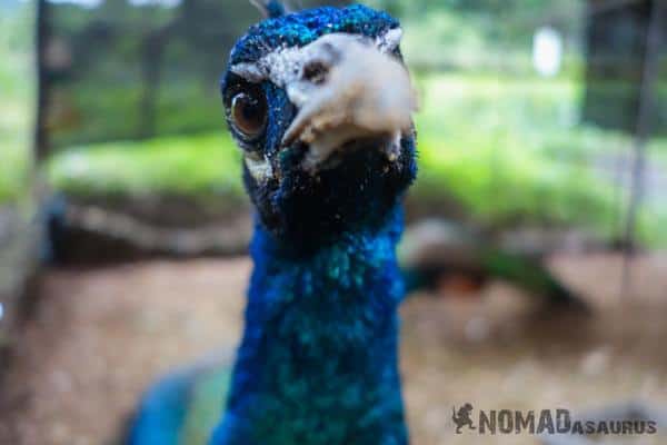 Peacock Things To Do Phong Nha Hai's Eco Conservation Tour Vietnam