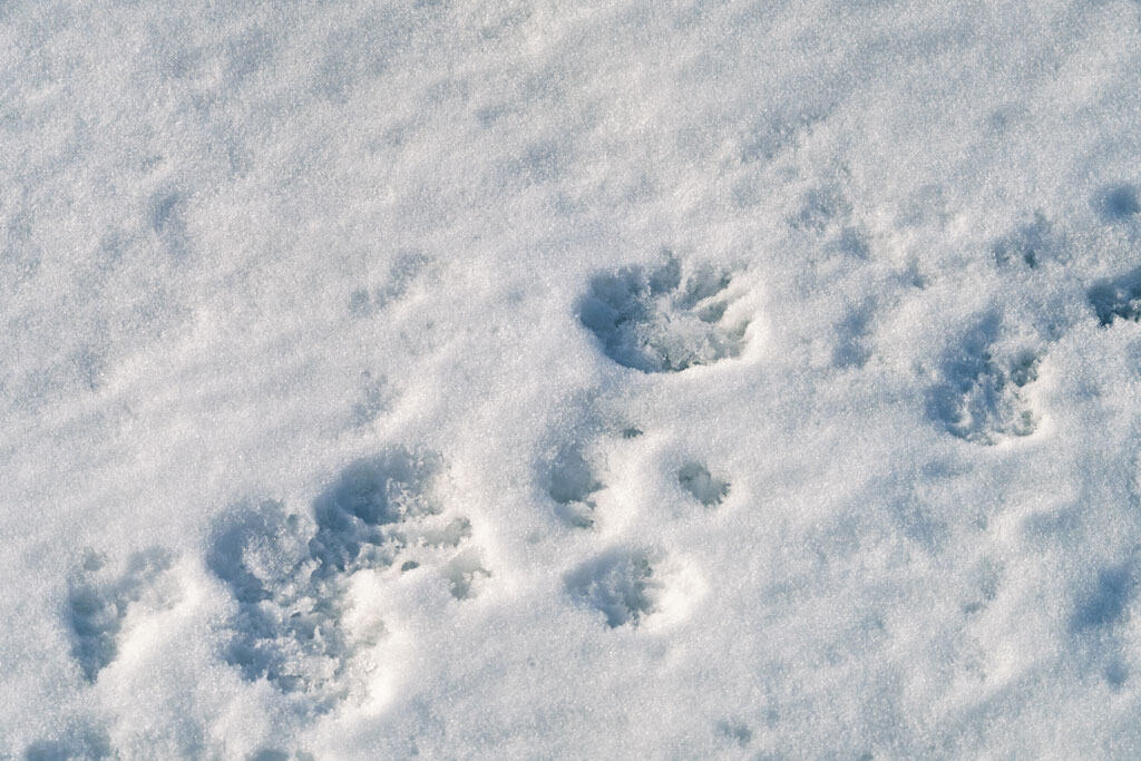 Polar Bear Footprints