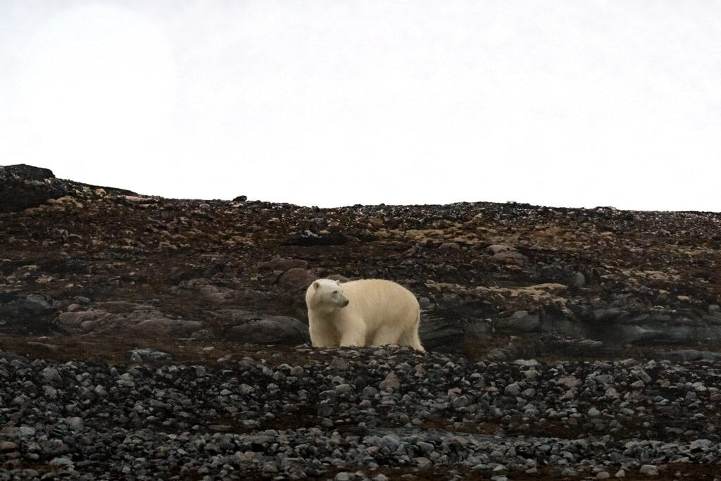 Polar Bear Kvitøya Svalbard