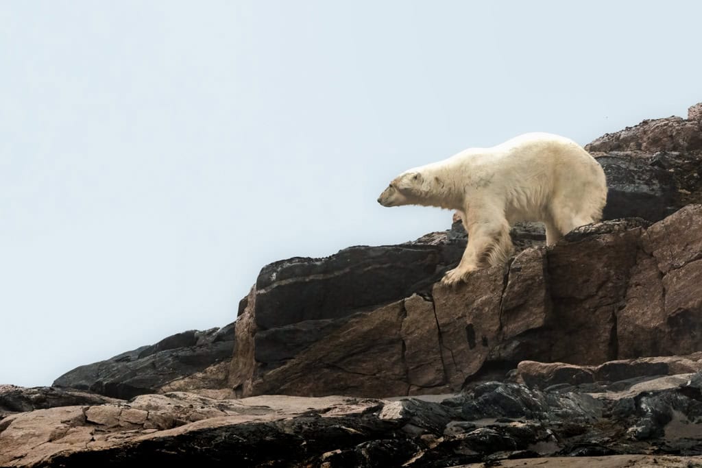Kvitøya Polar Bear