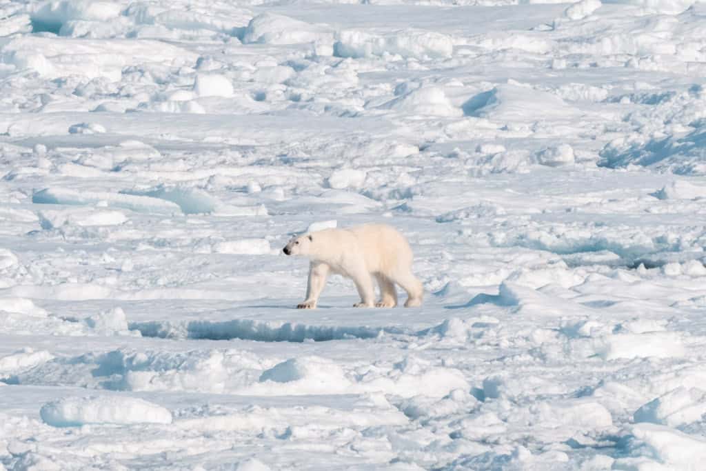 Polar Bear On Ice Svalbard