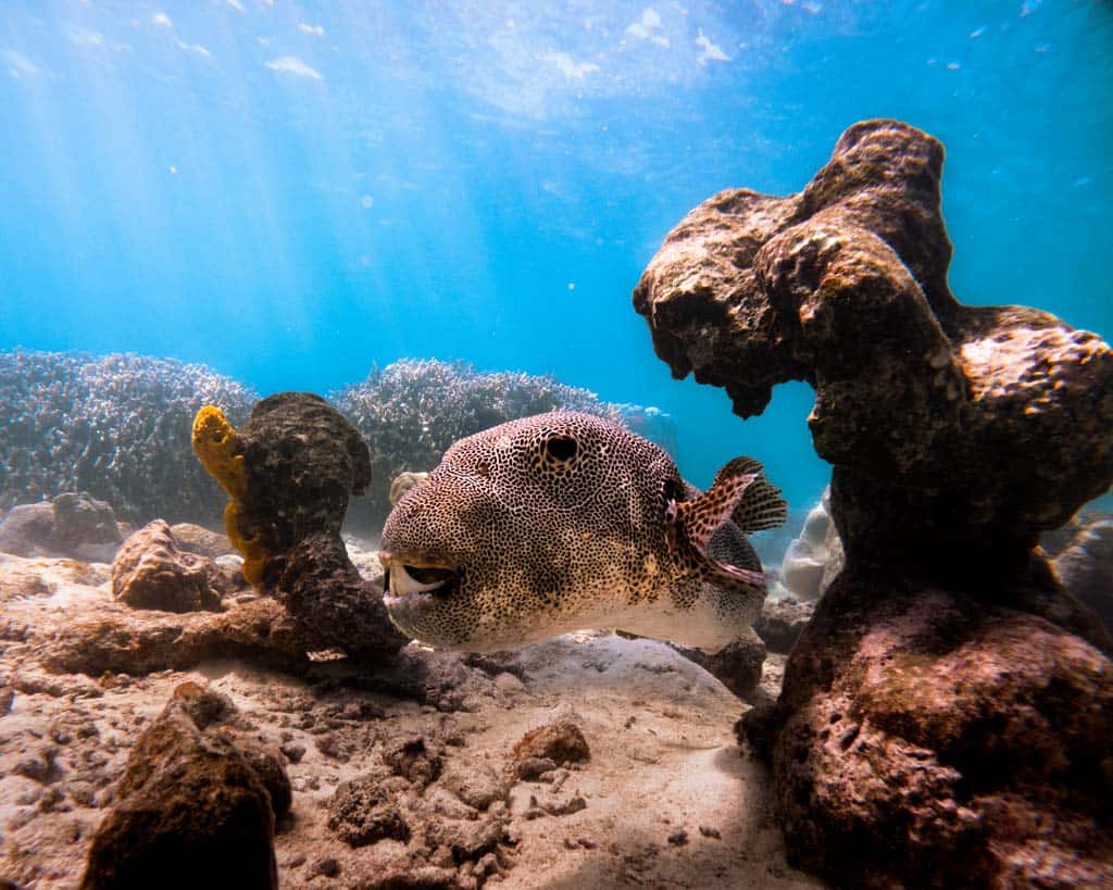 Puffer Fish Gopro Hero13