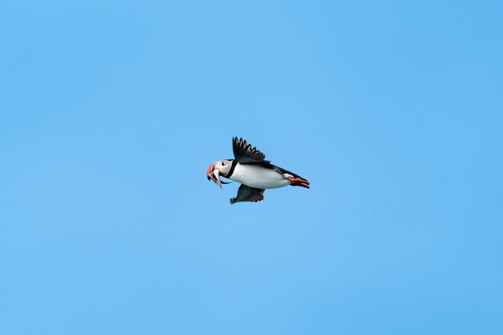 Puffin Svalbard