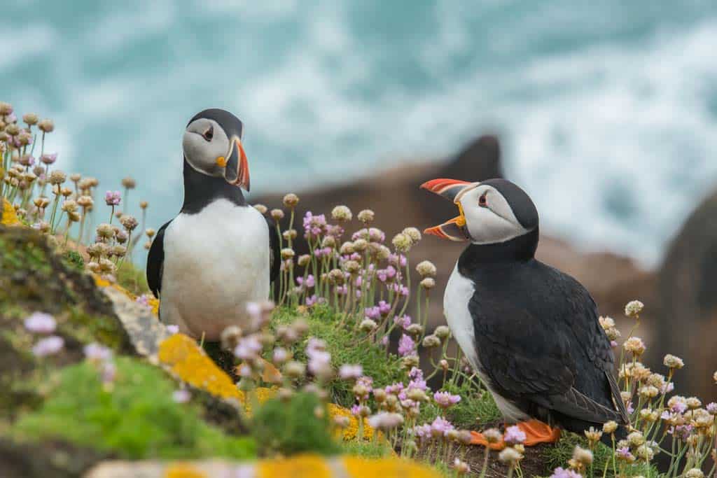 Puffins In Newfoundland
