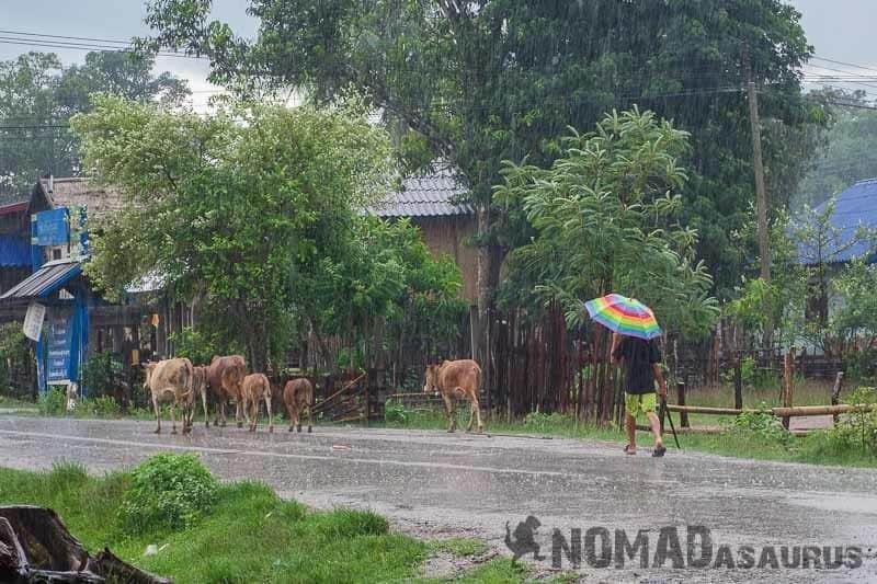 Rain Cattle Thakhek Loop Motorcycle Scooter Laos