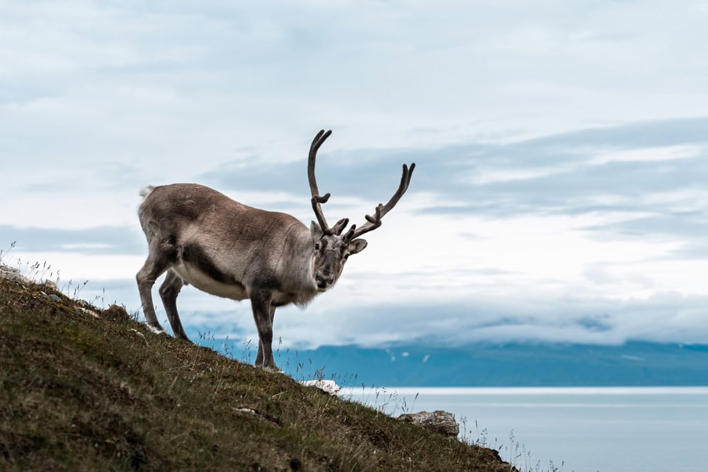 Reindeer At Alkhornet Svalbard