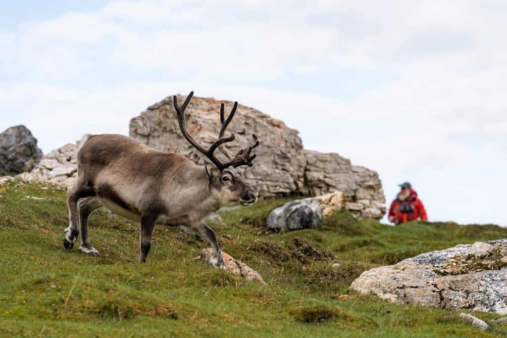 Reindeer Running Alkhornet Svalbard
