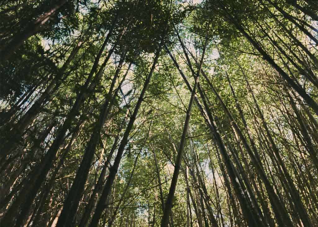 San Francisco Botanical Garden