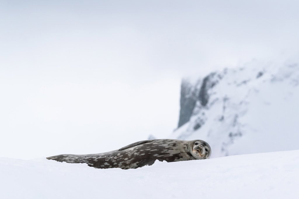 Lazy Seal Chilling On Iceberg In Antarctica