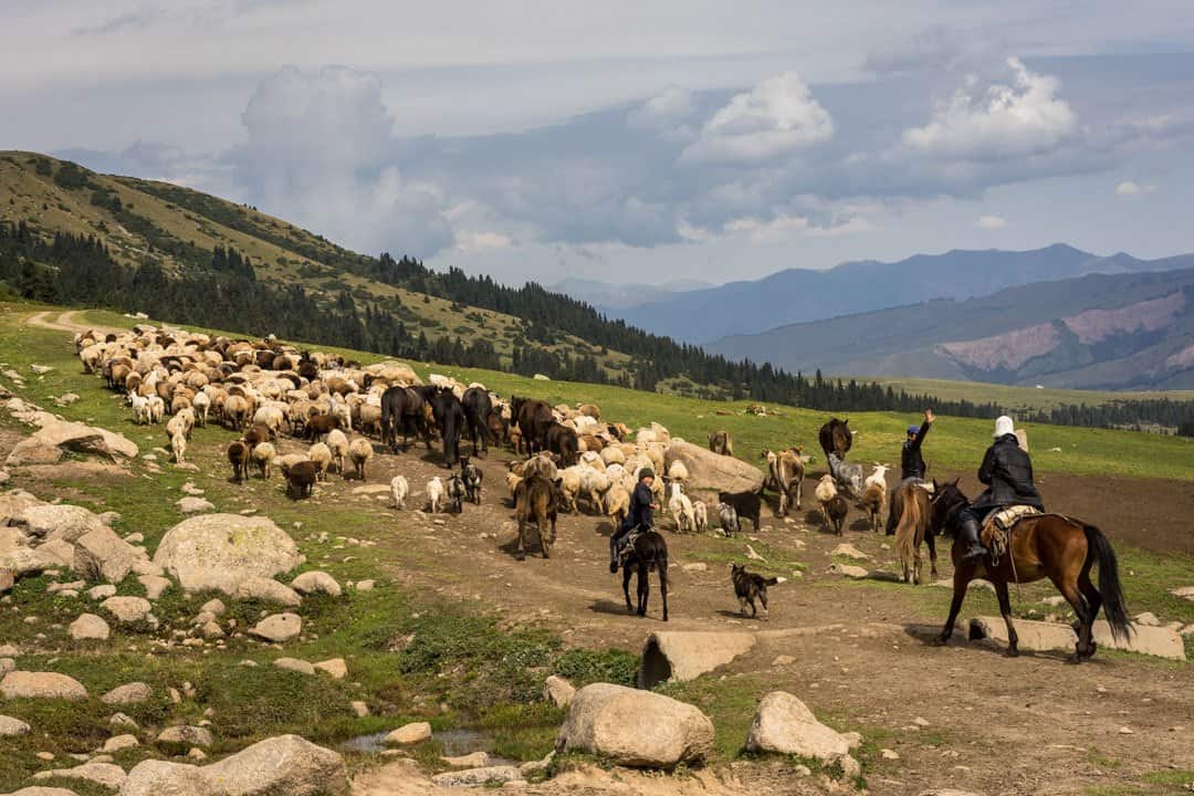 Sheperds Jyrgalan Trek