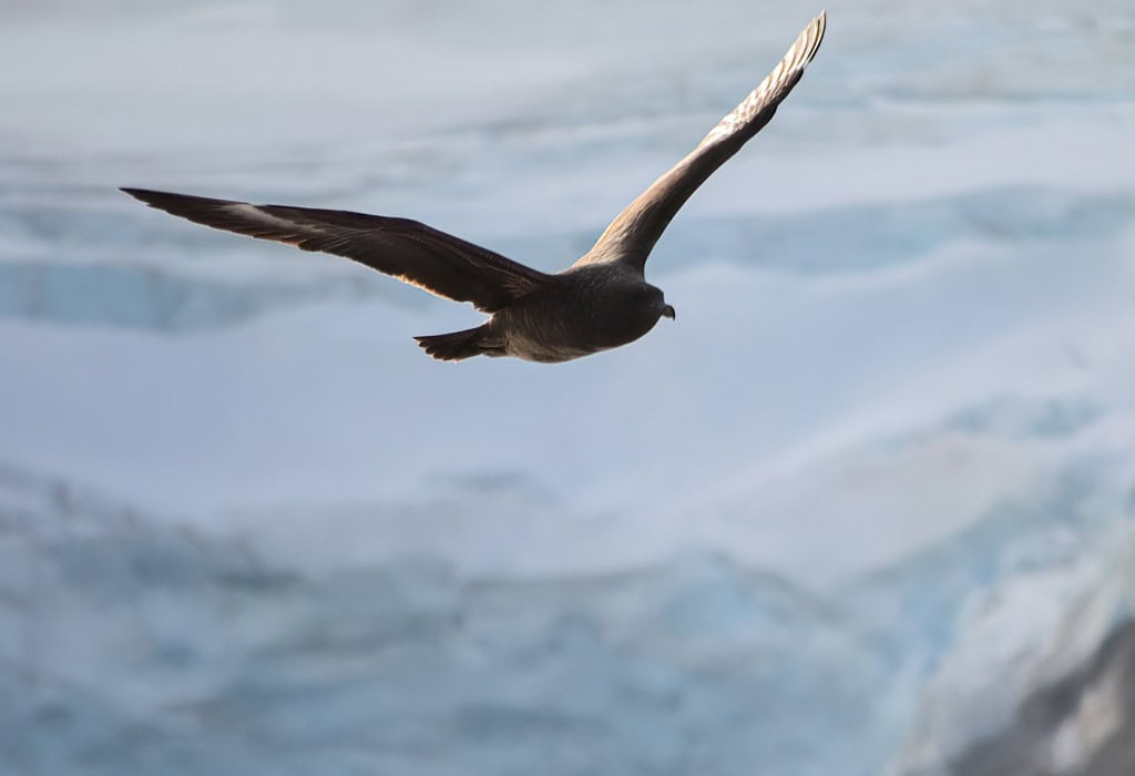Skuas Flying Over Antarctica