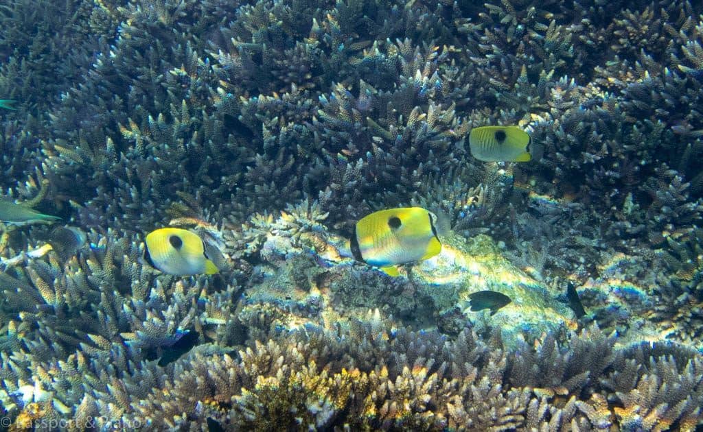 Great Barrier Reef What To Do In Hervey Bay