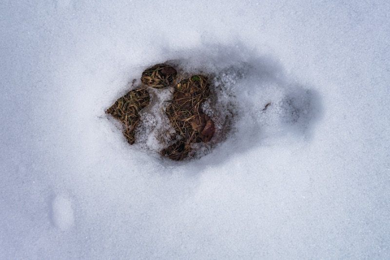 Snow Leopard Track Hiking Altyn Arashan Valley Hot Springs Kyrgyzstan