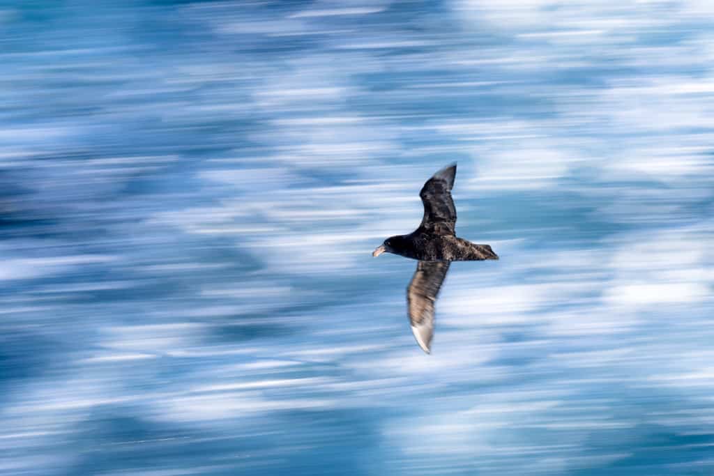 Great Southern Petrel Drake Passage
