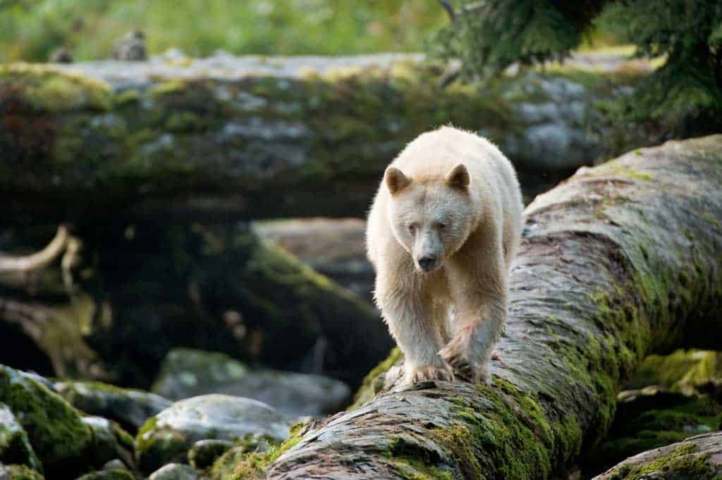 Spirit Bear