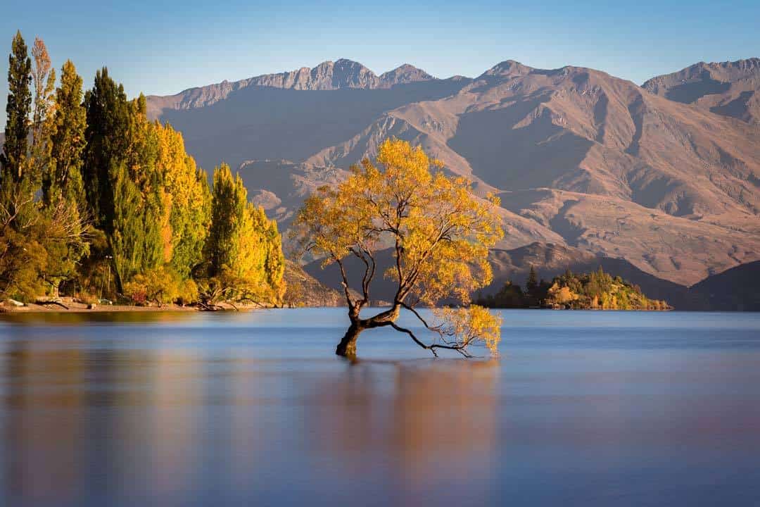 That Wanaka Tree