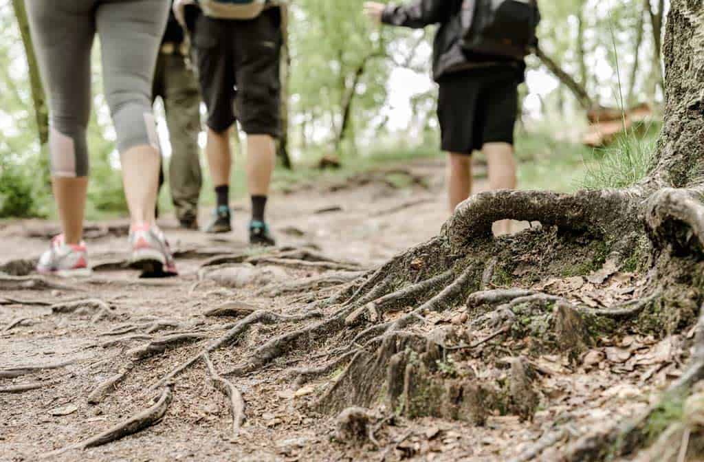 Tree Roots On The Trail