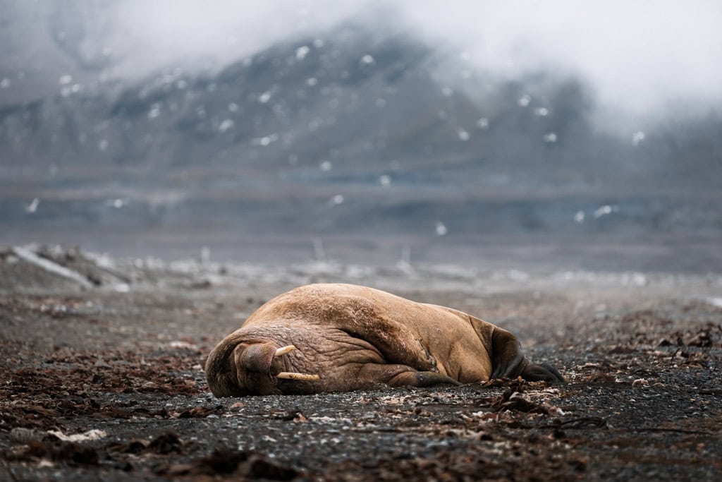 Walrus Poolepynten Svalbard Aurora Expeditions Review