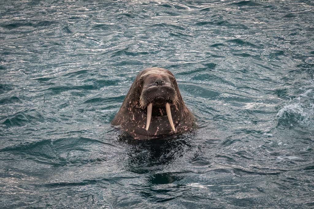 Walrus At Smeerenburg