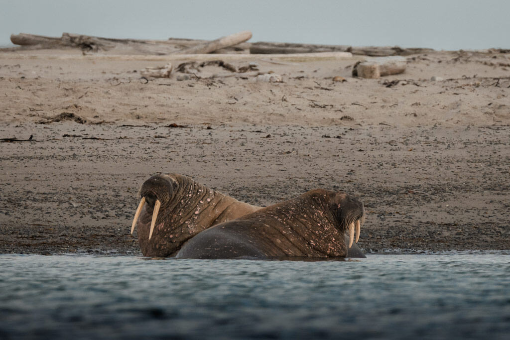 Walrus At Smeerenburg Svalbard