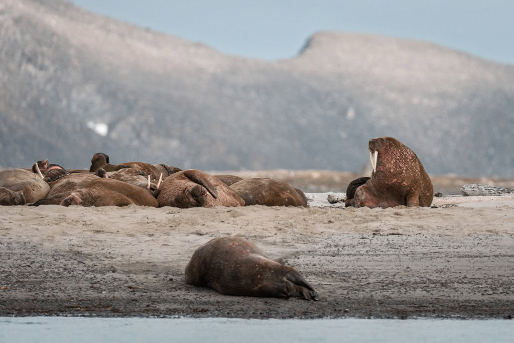 Walrus At Smeerenburg