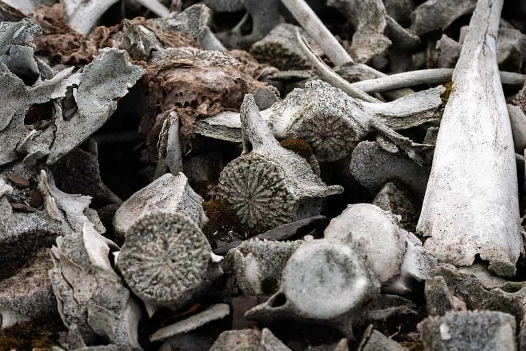 Whale Bones At Bamsebu Svalbard