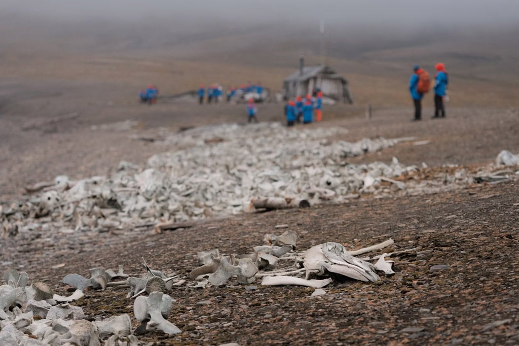 Whale Bones At People At Bamsebu Svalbard Cruise Aurora