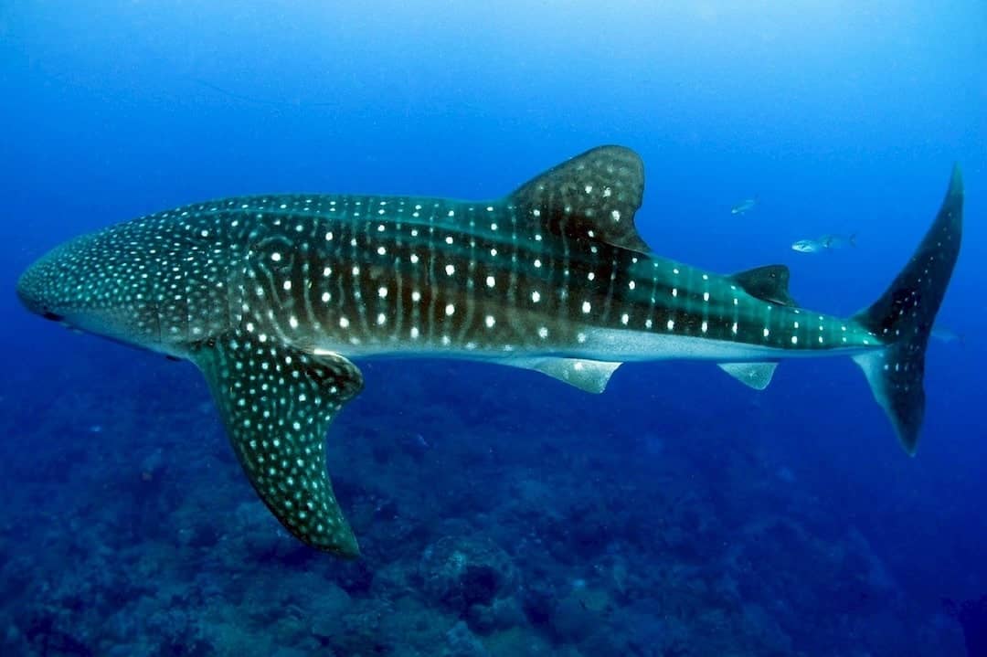 Snorkelling Whale Sharks Adventure Activities In Australia
