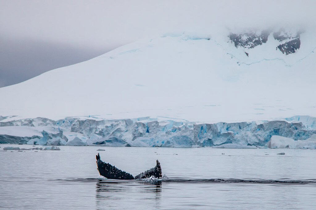 Whales In Antarctic Waters
