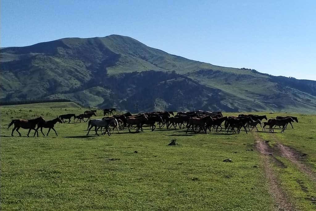 When To Visit Jyrgalan