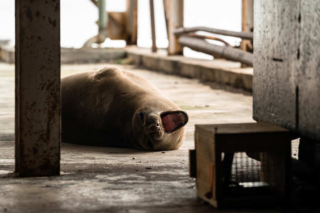 Fur Seal Whaling Station