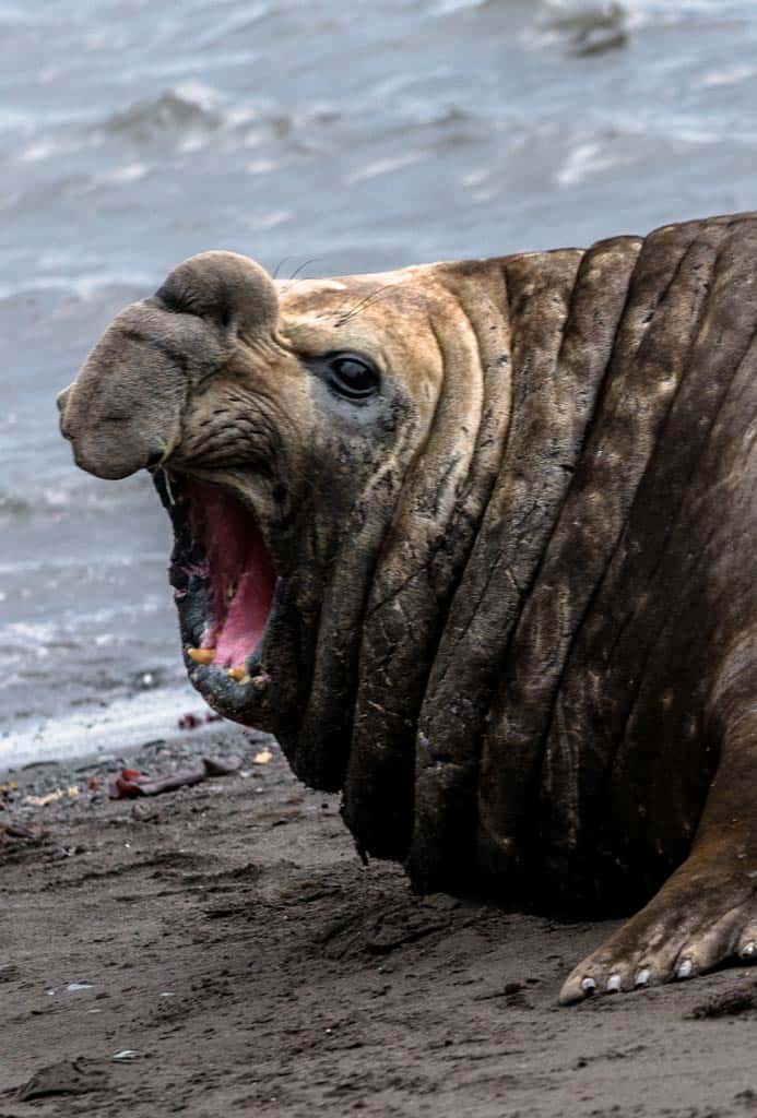 Elephant Seal Mouth Open